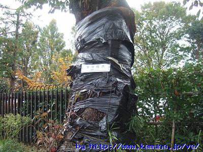 00140 幹にまかれたゴミ袋